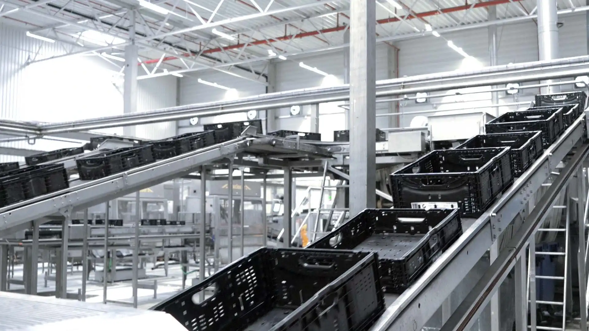 Transport skrzynek IFCO w zautomatyzowanym systemie.