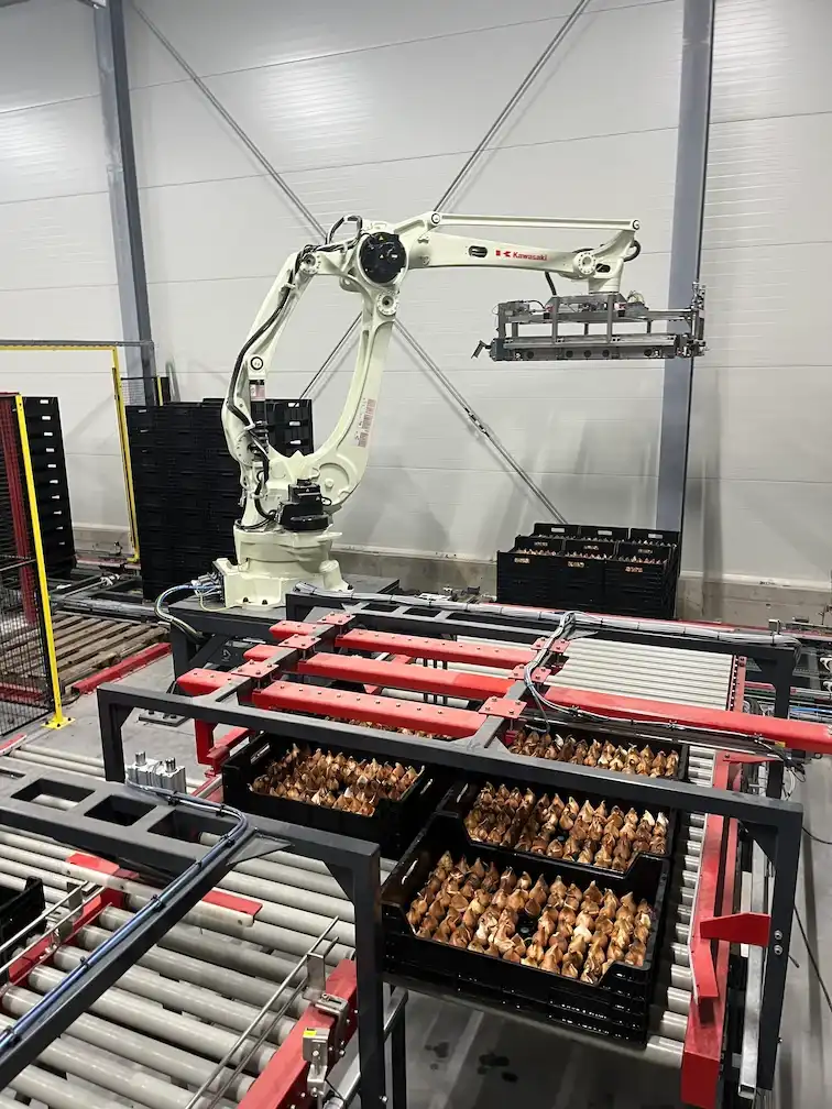 Zrobotyzowane paletyzowanie skrzynek z cebulą.